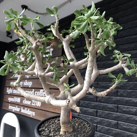 othonna  furcata《XL size》大株最高樹形※現地球発根後店主国内管理10年株※極めて美しい白肌にこの上なき枝振りな渾身の一株※mad black bowl pot植え