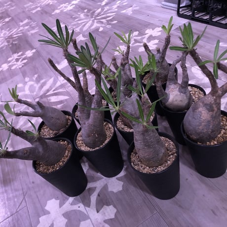 packypodium  gracilius《M size》※現地球株  発根済み株‼︎  （限定10株）