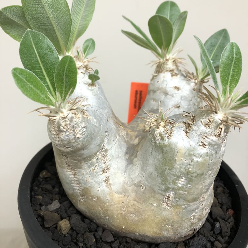 pachypodium eburneum《L size》※現地球株発根済※エブレらしい樹