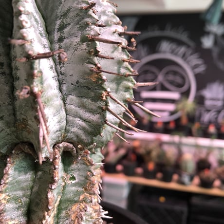 euphorbia    horrida《極太M size》※現地球発根済株※大変木質化も進み強刺で刺々しさ半端なきホリダ※mad black pot植え