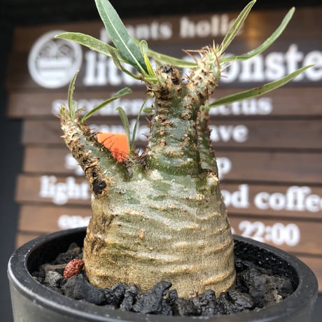 pachypodium  gracilius《大きめS size》激希少‼︎極green肌※現地球発根済株※店主国内管理2年株※手を開いたような良き枝振りな低重心樹形※mad black pot植え