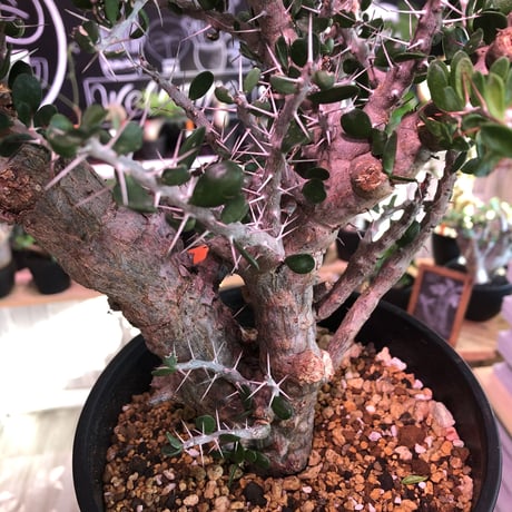 alluaudia    comosa《L size》※現地球発根済み株‼︎※大変カッコ良い希少幹幅コモサ‼︎ ※店主管理国内2年株‼︎　※希少株‼︎