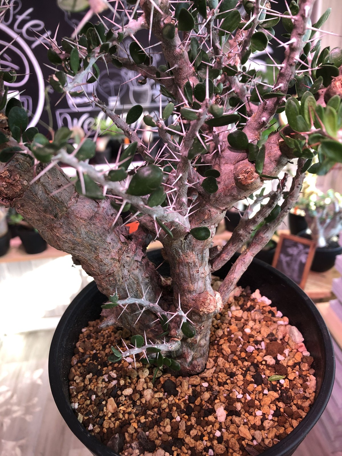 alluaudia comosa《L size》※現地球発根済み株‼︎※大変カッコ alluaudia comosa《L size》※現地球発根済み株‼︎※大変カッコ