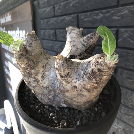 pachypodium  eburneum《LL size》※現地球発根後店主国内管理8年株※エブレらしい樹形に極wild装いの存在感抜群なimpact株※mad black bowl pot植え