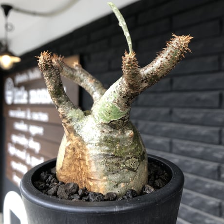 pachypodium gracilius《小さめM size》※希少‼︎green肌※現地球発根後店主国内管理3年株※絶妙な枝振り&樹形balance株※mad black pot植え