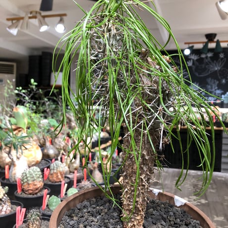 didierea madagascariensis《LL size》※現地球極太大株発根済※古木感強く垂れ下がる涼しげな葉と棘のコントラストが堪らない※brown marble bowl pot植え