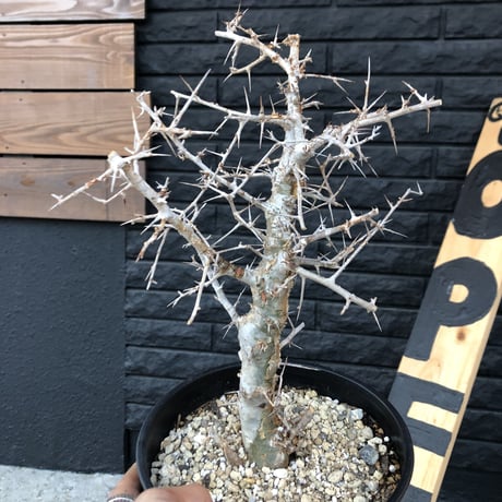 commiphora  simplicifolia《L  size》シルバーの枝と棘‼︎