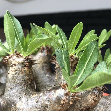 pachypodium brevicalyx《大きめL size》※現地球発根後店主国内管理6年株※丈があり大変ゴツゴツ感強き男前な出立ちが堪らない※mad black bowl pot植え
