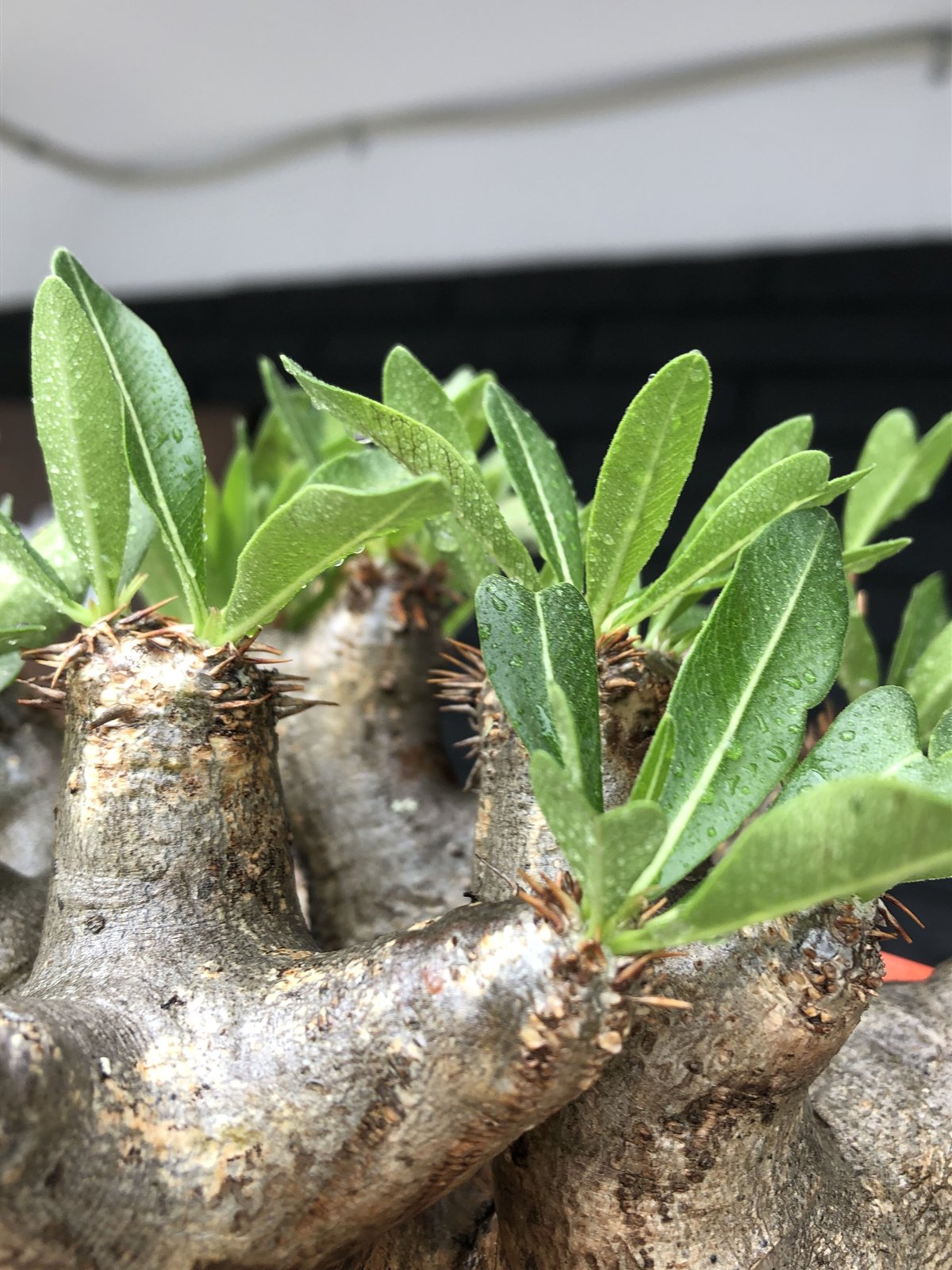 pachypodium brevicalyx《大きめL size》※現地球発根後店主国内管理6