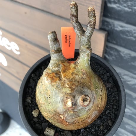 pachypodium gracilius《大きめM size》極ぼってり低重心樹形&現地焼け肌※現地球発根後店主国内管理4年株※丸みも強く極めて低重心ぼってり樹形※mad black pot植え