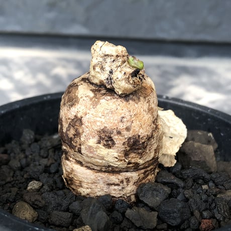 pterodiscus elliottii 《L size》驚愕‼︎激希少種※現地球発根後店主国内管理3年株※綺麗&味深さを併せ持つ大変大きめで希少な一株※mad black pot植え