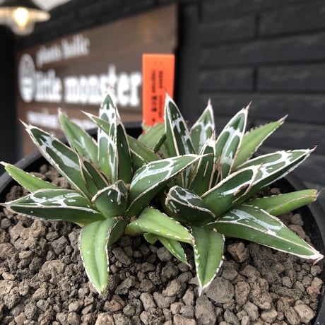 agave  笹の雪《小さめM size》W-he'd株※現地球発根後店主国内管理1年株※双子で美しいbalance良き一株※mad black bowl pot植え
