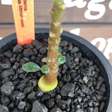 希少‼︎ dorstenia   gigas《大きめS size》littmon  seed🌱（実生株）※今季成長&枝振りに期待できる将来有望人気者ギガス※mad black pot植え