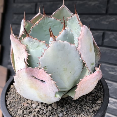 agave guadalajalana《大きめM size》※現地球発根後店主国内管理3年株※極締まり良き美しすぎるボール樹形の選抜株※mad black bowl pot植え