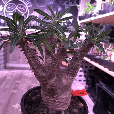 packypodium  gracilius《M size》※現地球発根済み株‼︎  （限定1株）筋筋とボコボコを主張する枝振り激しいwildグラキ‼︎ ※mad black pot植え
