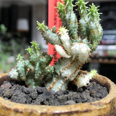 euphorbia mammillaris variegata 群生株《L size》※現地球株発根済※小型種ながらどっしり構えで主幹は太く‼︎更には斑入りのバランス良き一株‼︎※信楽陶器鉢植え