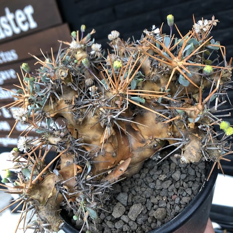 othonna  euphorbioides《L L size》※現地球発根後店主国内管理6年株※極太幹のどっしり構え&良枝振りvolume満点樹形※mad black pot植え