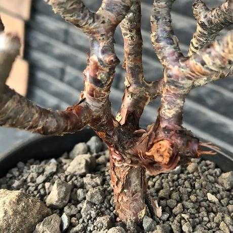 pelargonium  mirabile《大きめM size》※現地球店主国内管理4年株※愛おしく堪らない冬型の人気者‼︎極weight低き良枝振り樹形※mad black pot植え