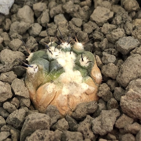 copiapoa   cinerea  黒王丸《S size》※現地球株カキ仔自根株※現地球のDNAを引き継いだカキ仔株‼︎※mad black pot植え