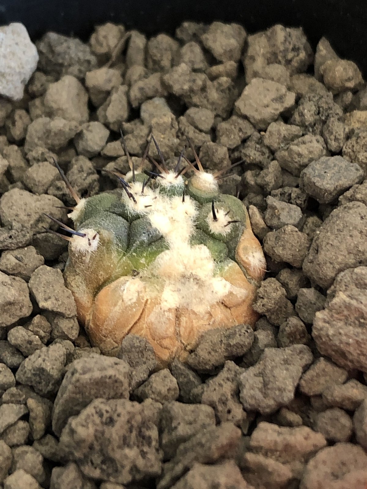 copiapoa cinerea 黒王丸《S size》※現地球株カキ仔自根株※現地球の...