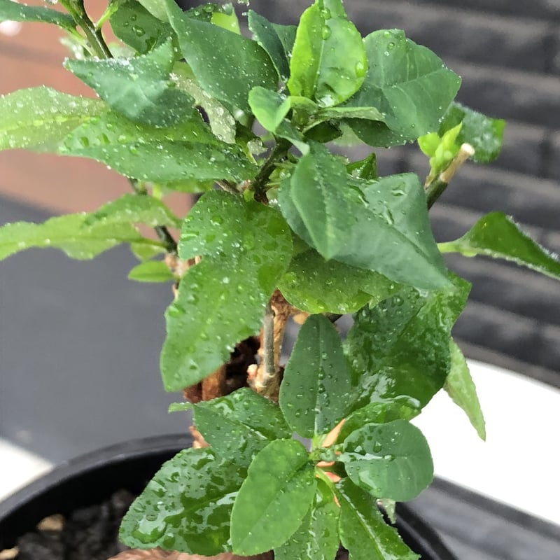 euphorbia hedyotoides《L size》球体大株※現地球株発根済※中々出会え