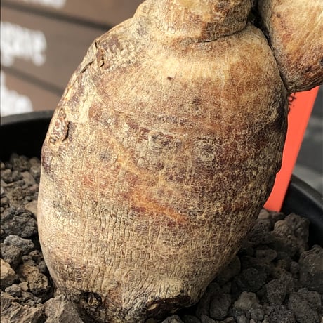 euphorbia subapoda《LL size》※現地球株発根済※中々見かけないほどbig株＆個体差としてのカラーも◎※black bowl pot植え