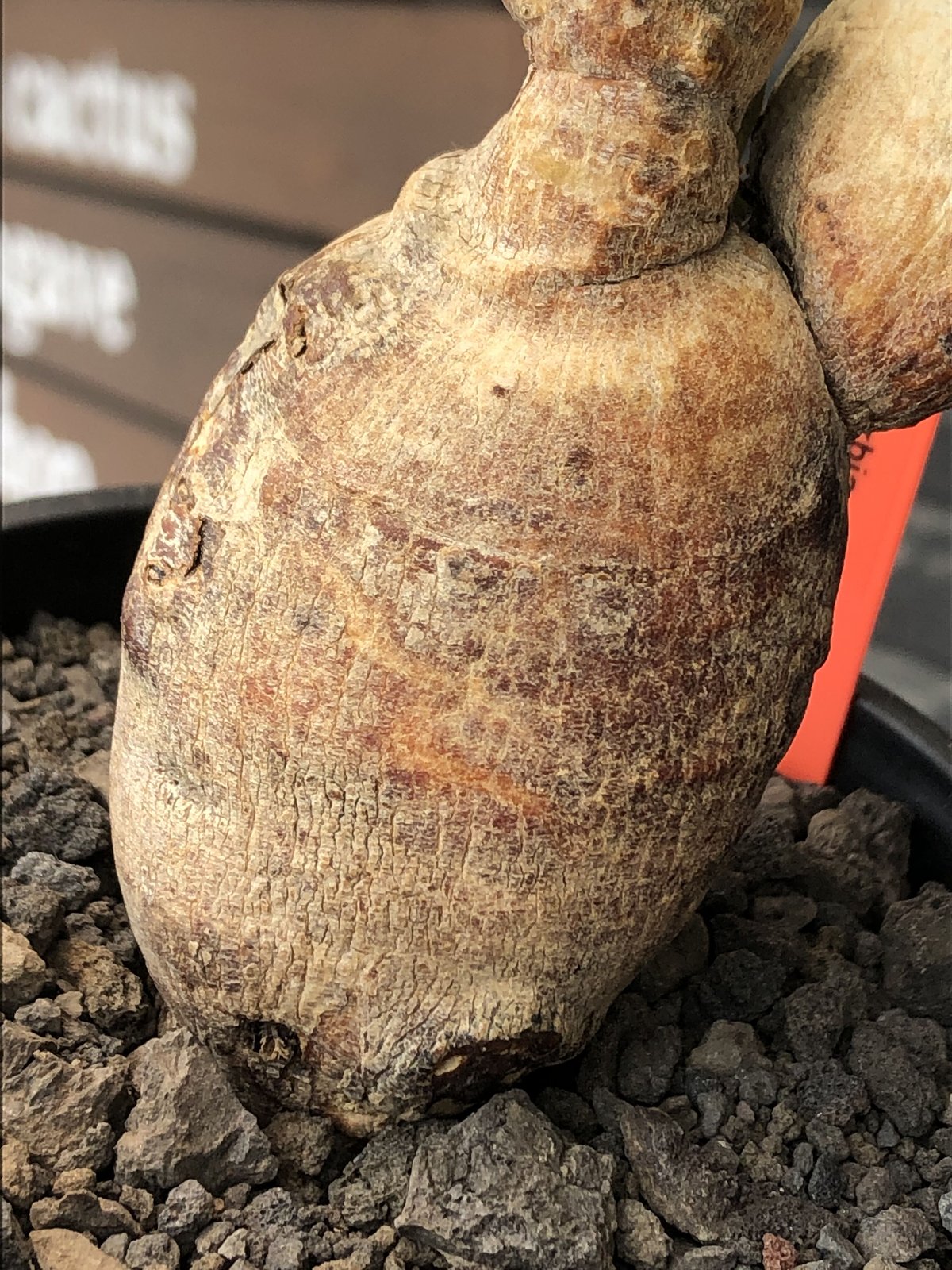 euphorbia subapoda《LL size》※現地球株発根済※中々見かけないほどbi