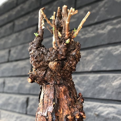 mestoklema tuberosum《 M size》※現地球発根後店主国内管理4年株※大きくエグれた味深き勲章傷跡を持つ生命力感じる一株の上、冬季も動く希少灌木※mad black pot植え
