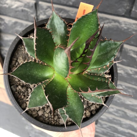 agave  horrida《大きめM size》※発根後店主国内管理2年株※締まり良きbest sizeなホリダ※mad black bowl pot植え