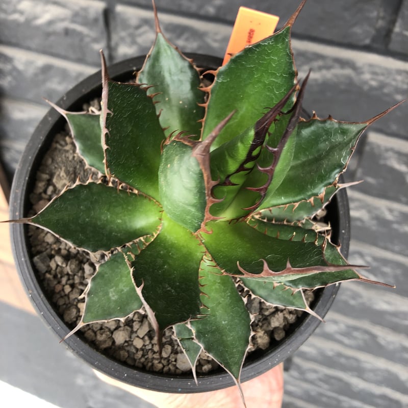 agave horrida《大きめM size》※発根後店主国内管理2年株※締まり良きbes