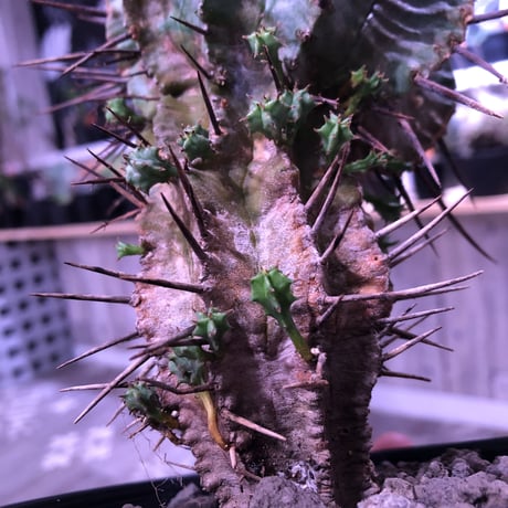 euphorbia    horrida《M size》発根済み株‼︎　from  Europa産‼︎
