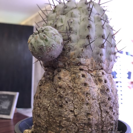 copiapoa  cinerea   黒王丸 《L size》