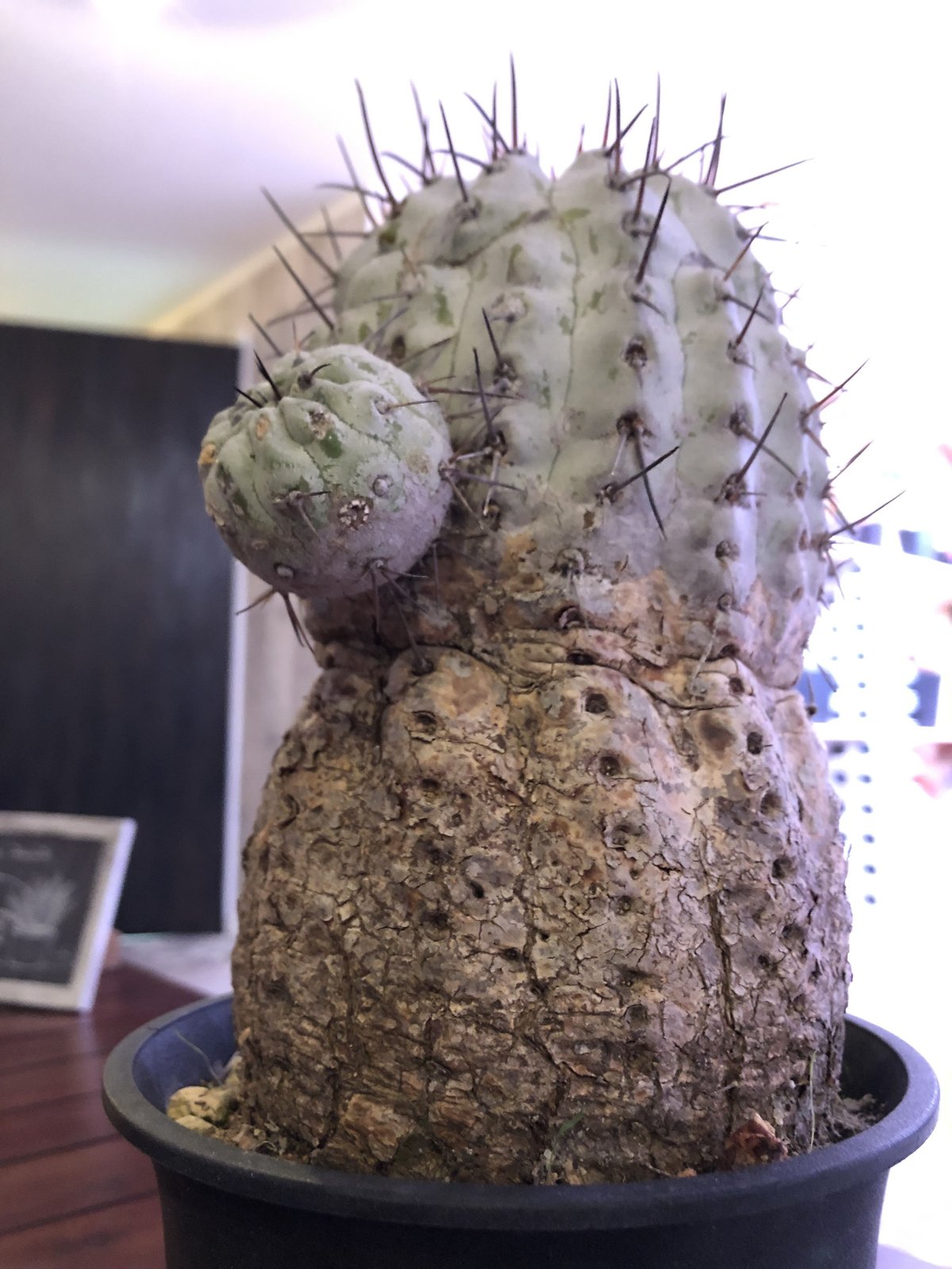 copiapoa cinerea 黒王丸 《L size》 | plants holic copiapoa cinerea 黒王丸 《L size》 | plants holic