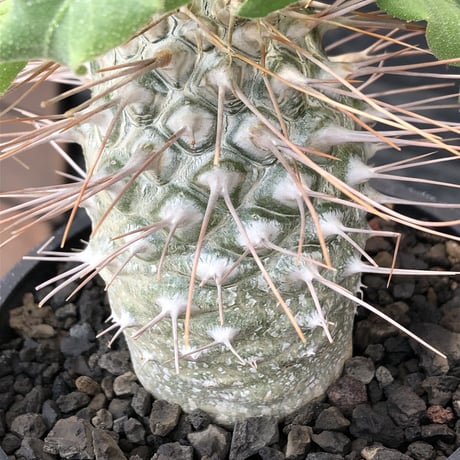pachypodium namaquanum 光堂《大きめL size》littmon seed🌱※中々見かけないはずのサイズ感のとびきり丸み強きかわいい一株※mad black pot植え