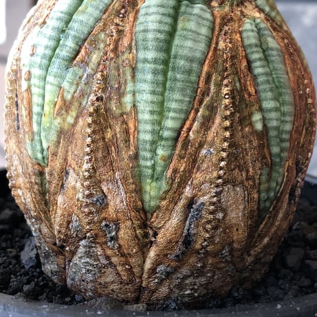 euphorbia obesa  old《L size 》※現地球株発根済※極木質化が進みビンテージ感強き年代物なワイルドオベサ‼︎※mad black bowl pot植え