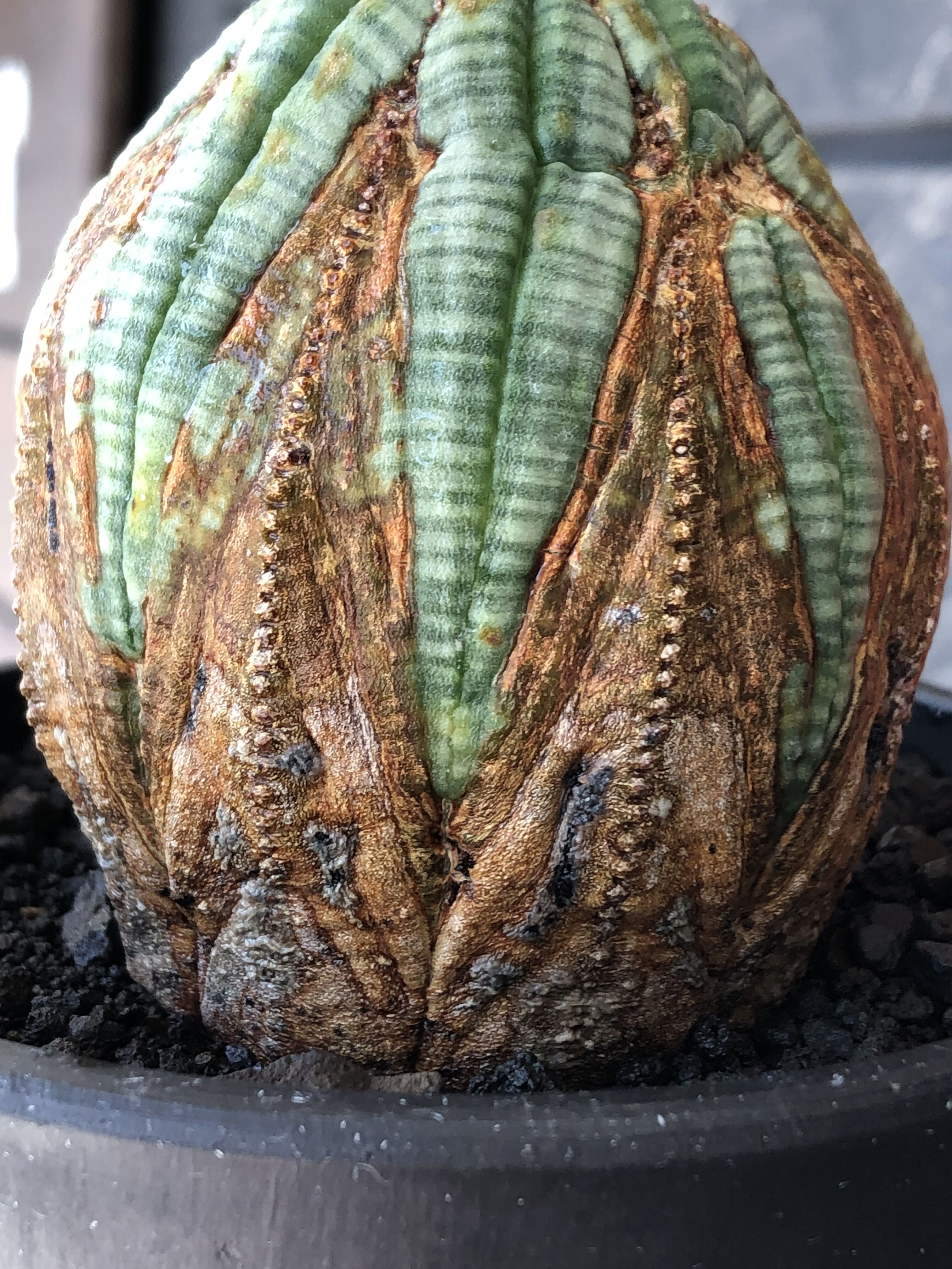 euphorbia obesa old《L size 》※現地球株発根済※極木質化が進みビン