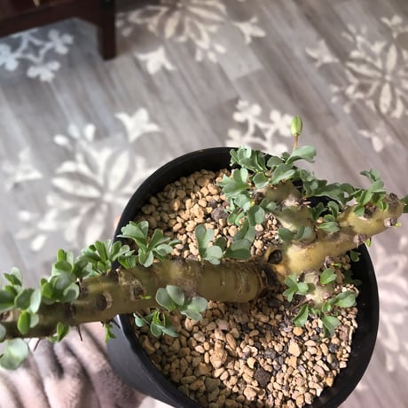 sarcocaulon   patersoni（M size）