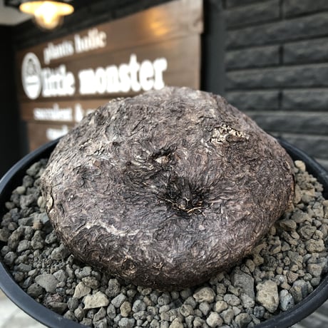 cyphostemma    pachypus《大きめM size》希少size‼︎※現地球発根済株※店主国内管理6年株※歴史と育ちの生き様を実感できる荒肌質且つ美術的インテリア性高き一株※浅鉢植え