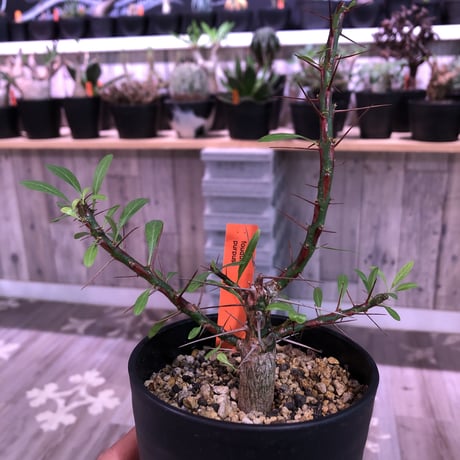 fouquieria  purpusii《M size》balance良き人気プルプシー
