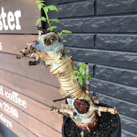 commiphora  holtziana《L size》※現地球発根後店主国内管理2年株※良き佇まいに味深表皮が堪らない※mad black bowl pot植え