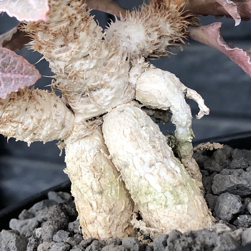 euphorbia francoisii var.crassiccaulis redreef《