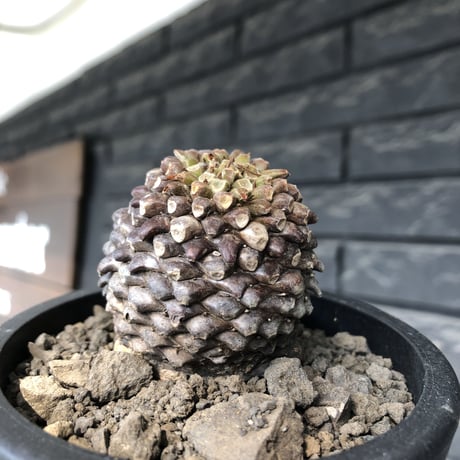 euphorbia bupleurifolia《大きめM size 》※まん丸球体株※現地球発根後店主国内管理5年株※ボコボコ肌＆良サイズ感なまん丸球体株※mad black pot植え