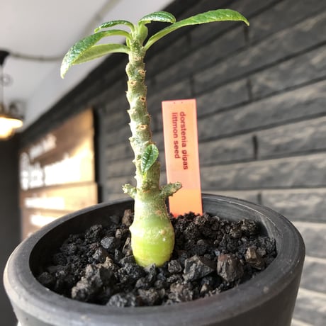 希少‼︎ dorstenia gigas《大きめS size》littmon seed🌱（実生株）※大変樹形バランス良き株元もぼってり樹形な選抜株‼︎※mad black pot植え