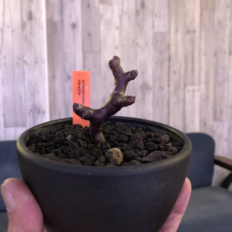 pelargonium  mirabile《S size》※限定3株 　誰もが愛おしく堪らないと感じる冬型の人気者‼︎　※mad black bowl pot植え‼︎