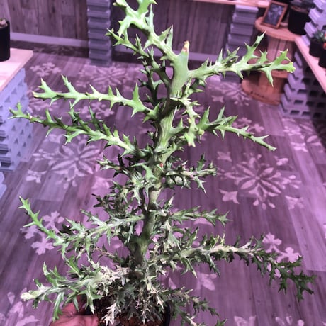 euphorbia     stenoclada《L L  size》