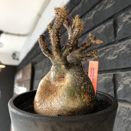 pachypodium gracilius《M size》極‼︎低重心ぼってり樹形※現地球発根後店主国内管理3年株※岩肌に当たり育った傷跡を持つぼってり樹形※mad black pot植え
