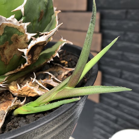 agave  titanota《小さめL size》※発根後店主国内管理2年株※締まり良きbest sizeなオススメ株※浅鉢植え