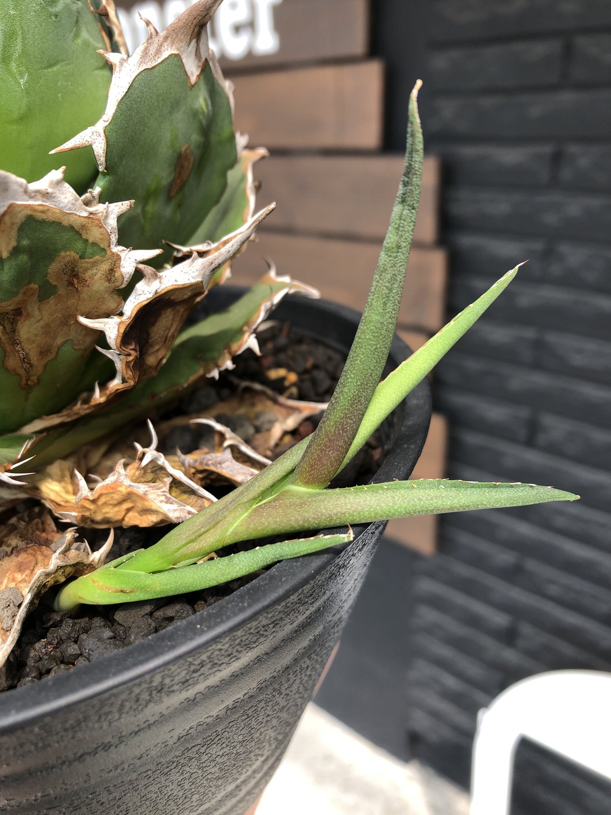 agave titanota《小さめL size》※発根後店主国内管理2年株 agave titanota《小さめL size》※発根後店主国内管理2年株