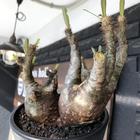 pachypodium gracilius《L size》現地焼け肌&3-he'd株※現地球発根後店主国内管理5年株※wild現地焼け肌の上アシンメトリーな良樹形※mad black pot植え