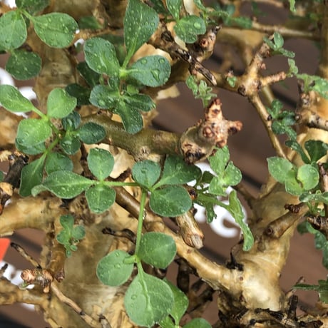 commiphora  stocksiana《大きめL size》※現地球発根後店主国内管理12年株※weight低く長年枝も太く作り込んだ佇まいが堪らない一株※鉄鉢植え